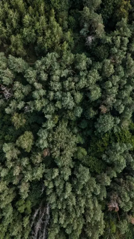 Forest walk dance