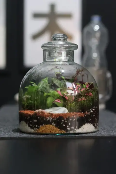 Terrarium tropicale